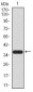 Notch3 Antibody
